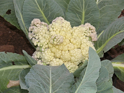 花椰菜，甘蓝，葡萄孢