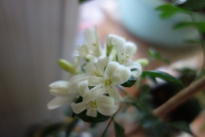 花期为三叶草(murraya paniculata)，花朵洁白芬芳，花瓣弯曲，花瓣上有绿色的杵。