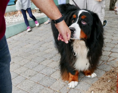 伯尔尼兹山犬