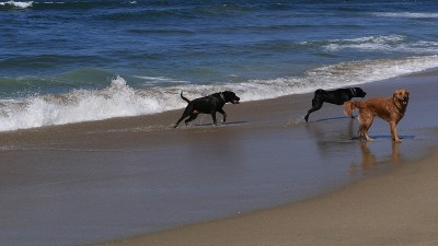 海滩上的柯基犬