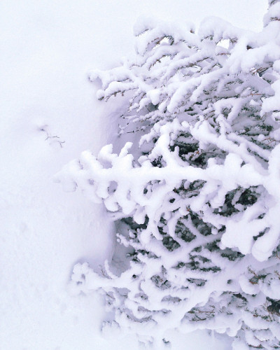 白雪覆盖的云杉树