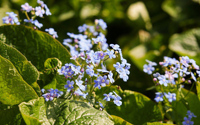 Muscari