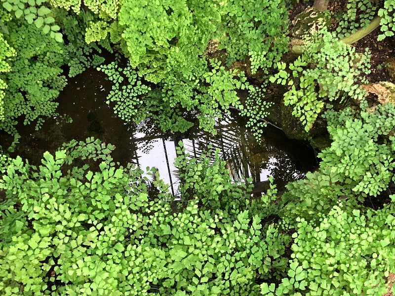 植物、热带植物学、生物学