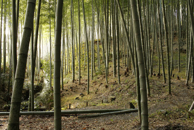 Arashiyama竹林