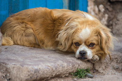 在库斯科(秘鲁)，一只藏猎犬躺在街道的门口。