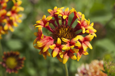 充满活力的Lorenziana Gaillardia喇叭毯花在花园里