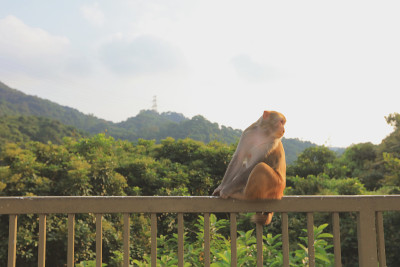 九龙金山郊野公园的猴子
