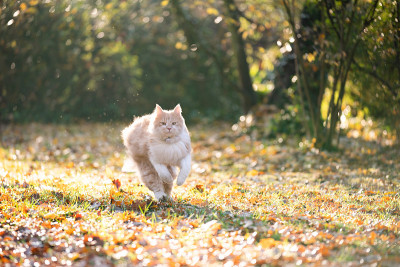 运行的猫