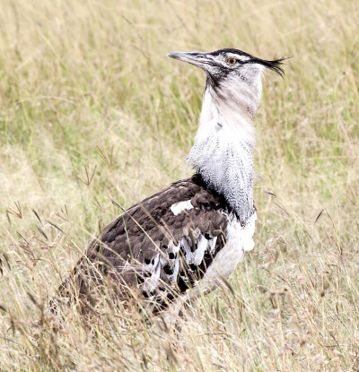 Abutarda