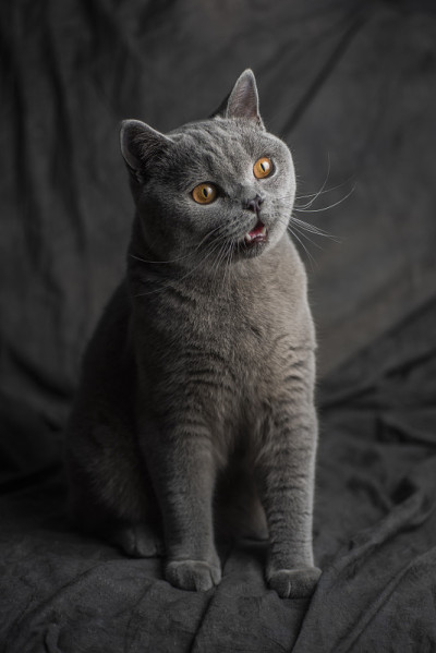 英国短毛猫