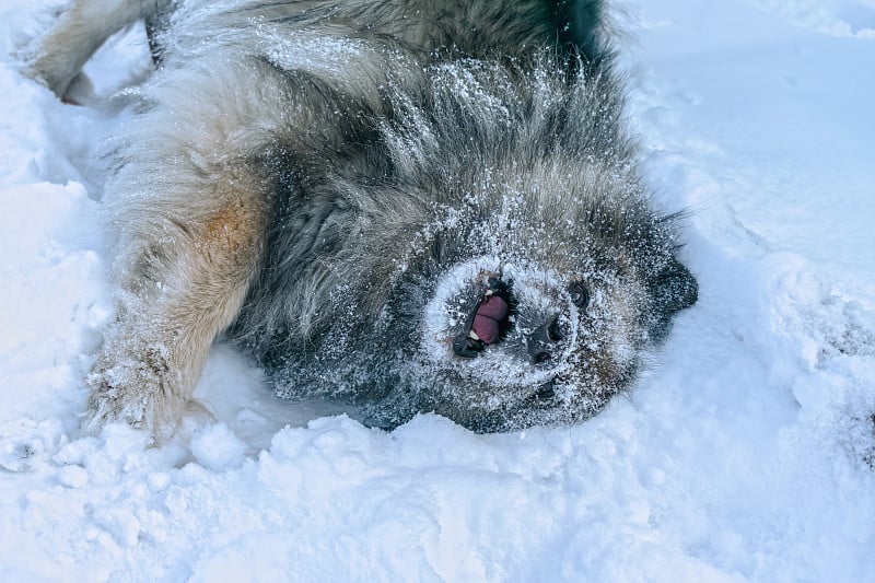 Keeshond狗在雪地里游泳很开心