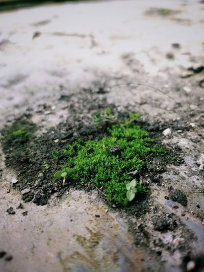 讨厌的苔藓