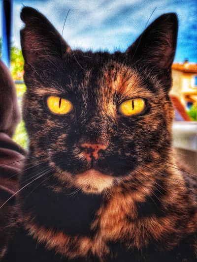 家猫