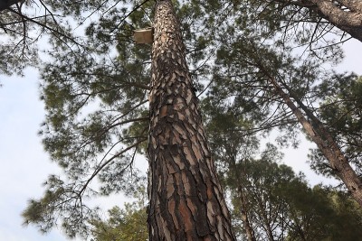 天然刺山松开花树图-刺山松-松树常青林-森林树木主要由刺山松(Chir Pine)组成