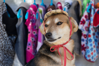 狗在宠物服装店试衣服
