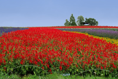 北海道菅野农场富野花园