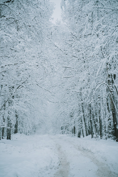 在冰雪覆盖的森林里的一条路