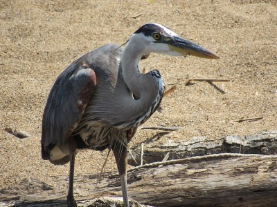 Blue heron