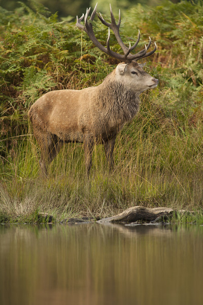 马鹿- Cervas elaphus