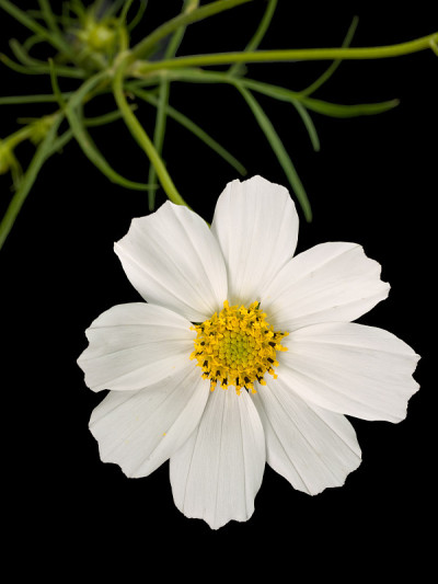 甘菊