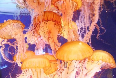 玻璃鱼缸里的水母