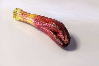 红色花蕾闭合