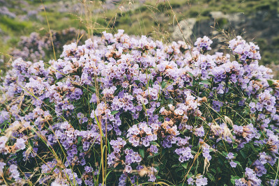 印度的Neelakurinji花