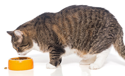 灰条纹猫吃干粮