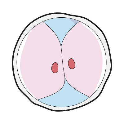 生物学遗传胚胎细胞分裂