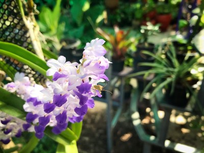 紫色的花朵在美丽的自然花园里。