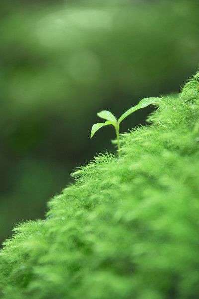 苔藓和发芽