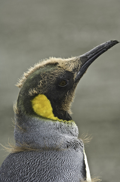 王企鹅(Aptenodytes patagonicus)是第二大企鹅种类。金港，南乔治亚岛。