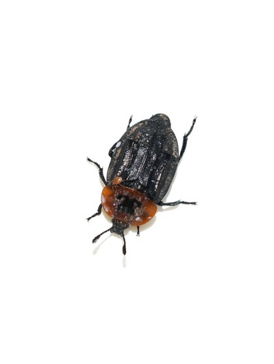 Oiceoptoma thoracicum