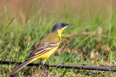 黄鸟，西部黄Wagtail(莫塔西拉黄)