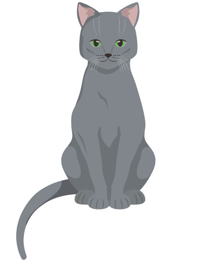 坐着的俄罗斯蓝猫。
