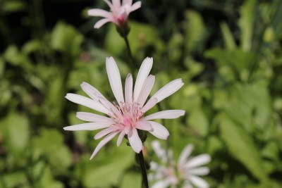 “红鹰须”花- Crepis Rubra