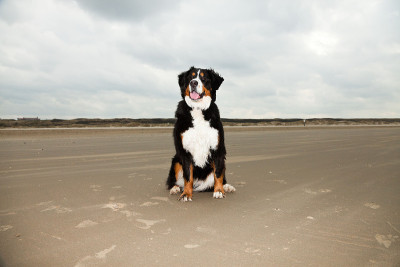 Happy berner sennen狗户外在海滩上。享受大自然。