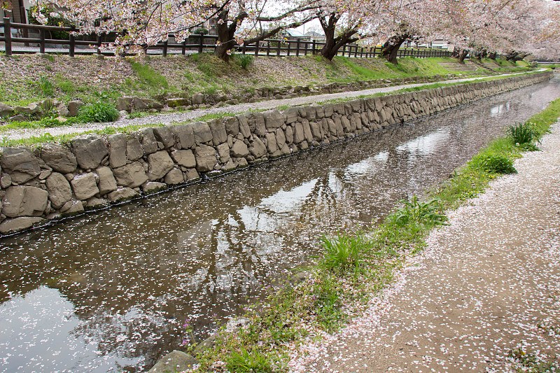 樱花在原荒川河的花丛中经过而落