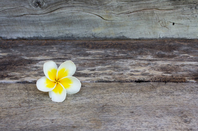 Plumeria