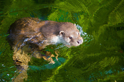野生欧洲水獭在河里游泳