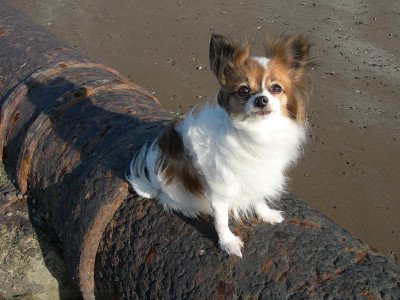 蝶耳犬坐在生锈的管子上