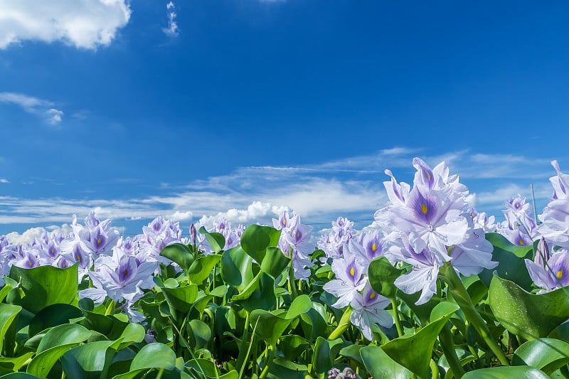 水葫芦和夏日的天空