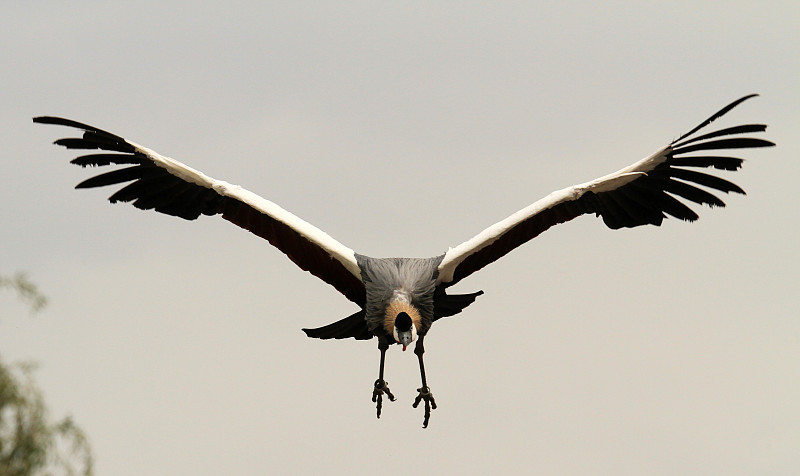 Grue Demoiselle