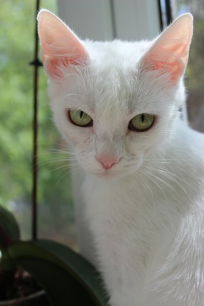 白色家猫，绿色眼睛，对着镜头