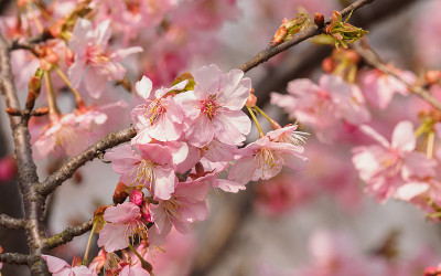早春，粉红色的樱花(日本的河樱)盛开
