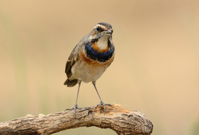 蓝喉男性(Luscinia svecica)