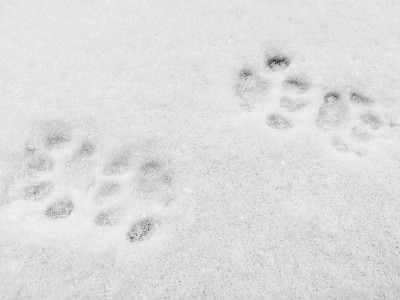 雪猫