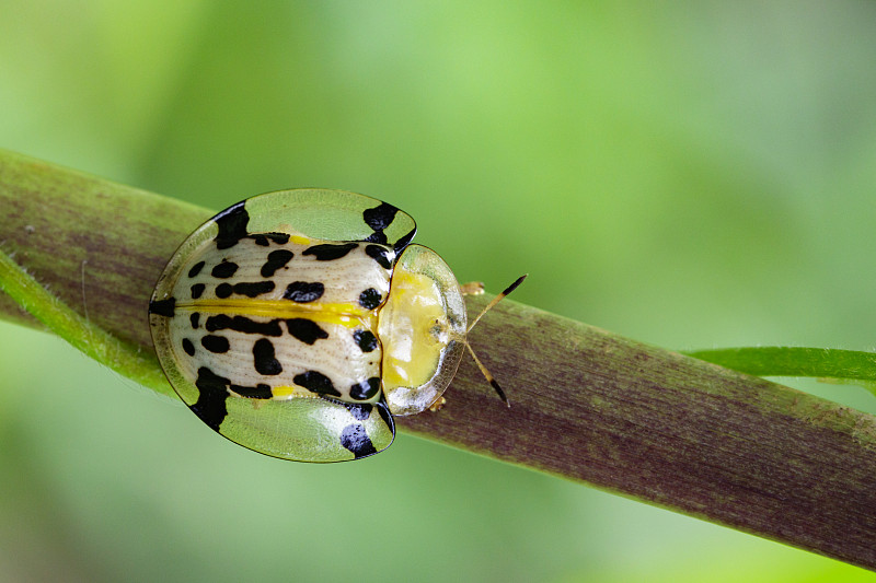 在树枝上的斑龟甲虫(Aspidomorpha millaris)图象。昆虫的动物