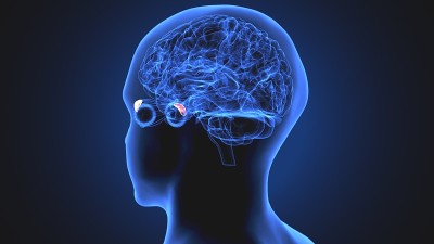 3d渲染医学上准确的大脑解剖-外侧球padillus的插图