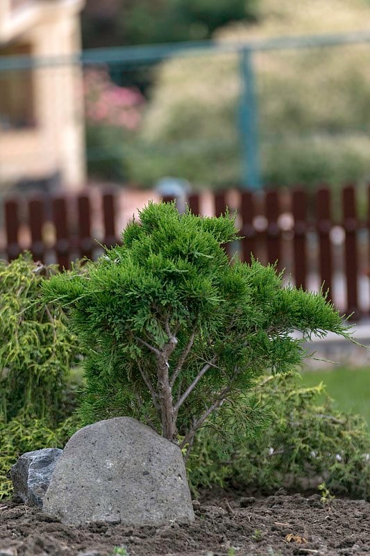 屋内的观赏性花园在夏季充满了植物